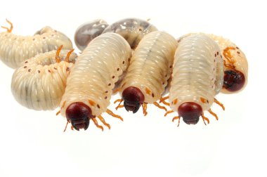 Cockchafer