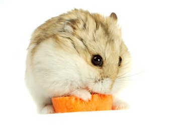 hamster