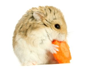 hamster