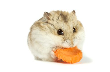 hamster