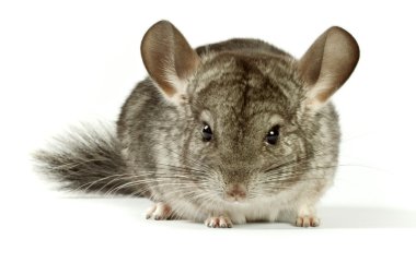 Chinchilla clipart