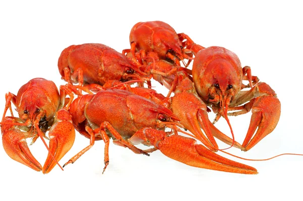 European crayfish — стокове фото