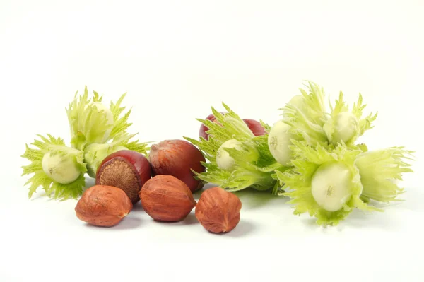Hazel-nut — Stock Photo, Image