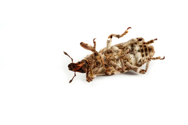 Weevil. — Foto de Stock