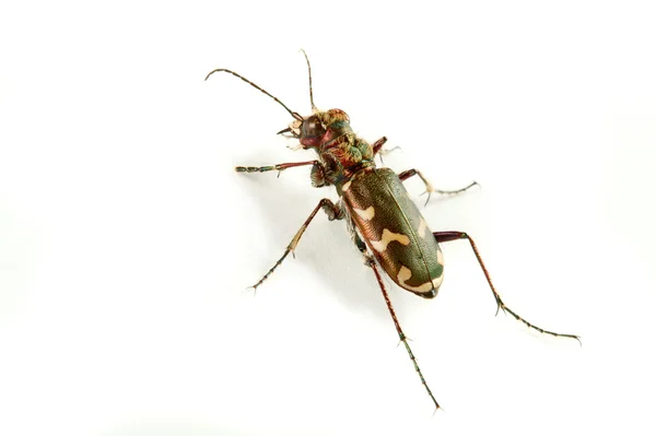 Carabidae restricta — Stock Photo, Image