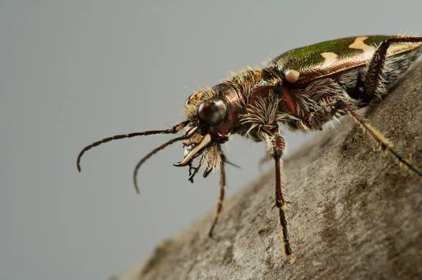 Carabidae restricta — Φωτογραφία Αρχείου