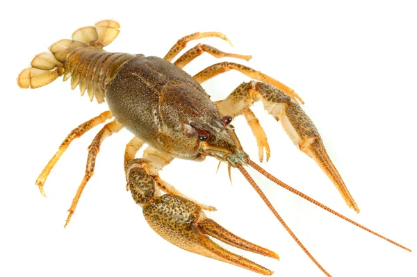 European crayfish — стокове фото