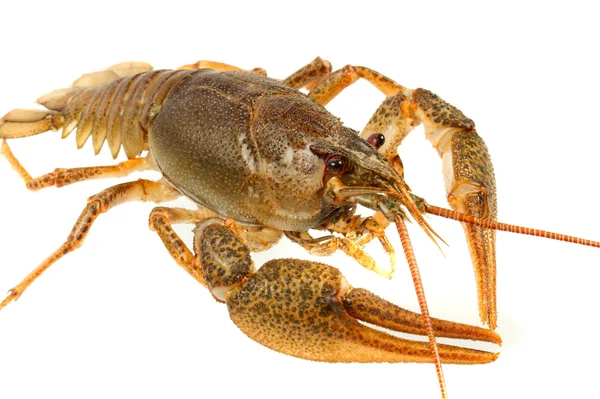 European crayfish — Stock Photo, Image