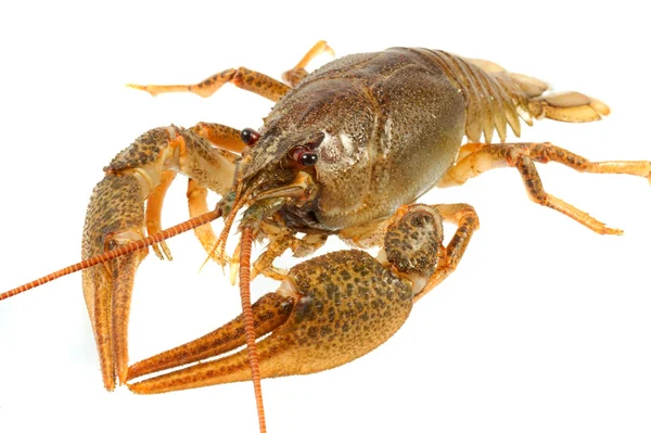 European crayfish — стокове фото