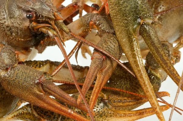 欧洲小龙虾 — 图库照片