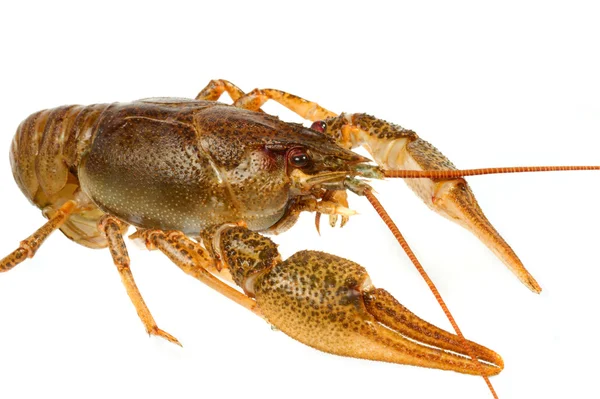 European crayfish — Stock Photo, Image