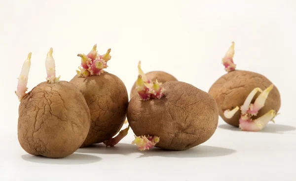 stock image Potato