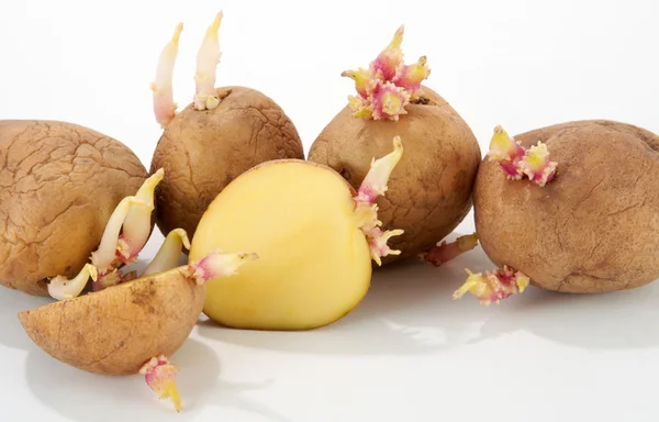 stock image Potato