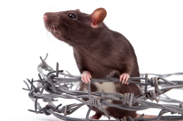 Rat — Stock Photo, Image