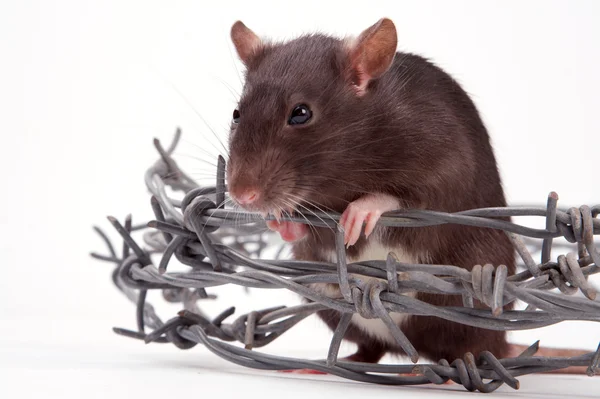 Rat — Stock Photo, Image
