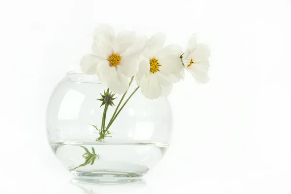 Λευκά λουλούδια — Φωτογραφία Αρχείου