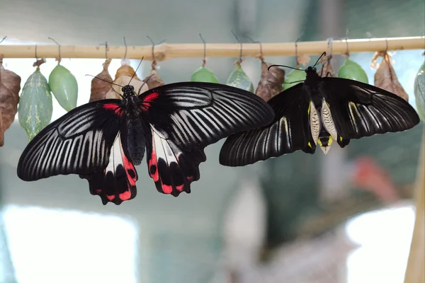 Rumanzovia de Papilio — Foto de Stock
