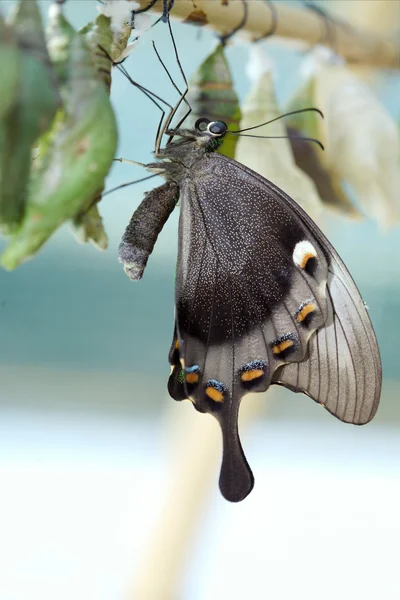 Papilio paris linnaens — Stock Photo, Image