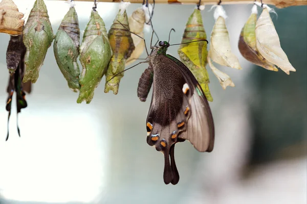 Nacimiento de la mariposa . — Foto de Stock