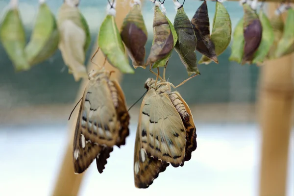 Naissance du papillon . — Photo