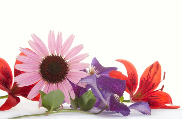 Echinacea — Stock Photo, Image