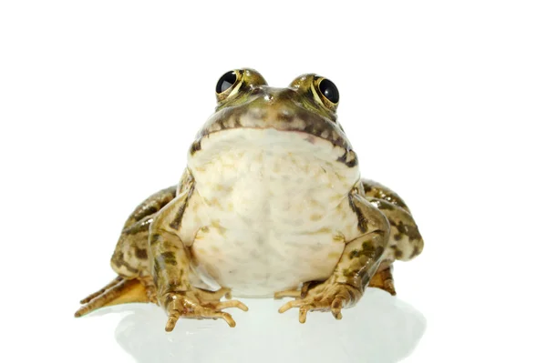 Żaba — Zdjęcie stockowe