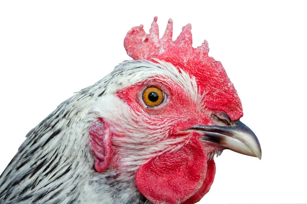 鶏肉 — ストック写真