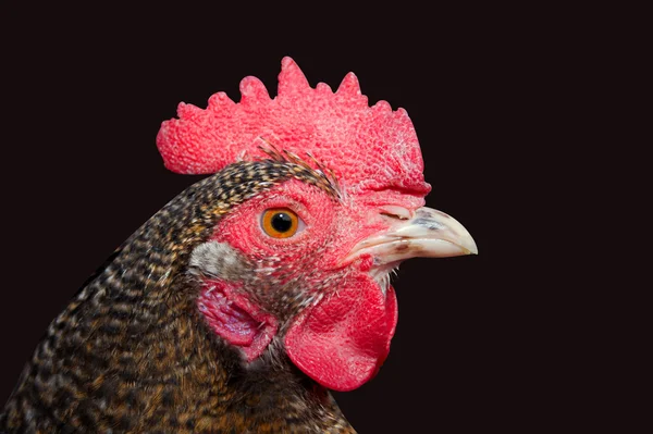 鶏肉 — ストック写真