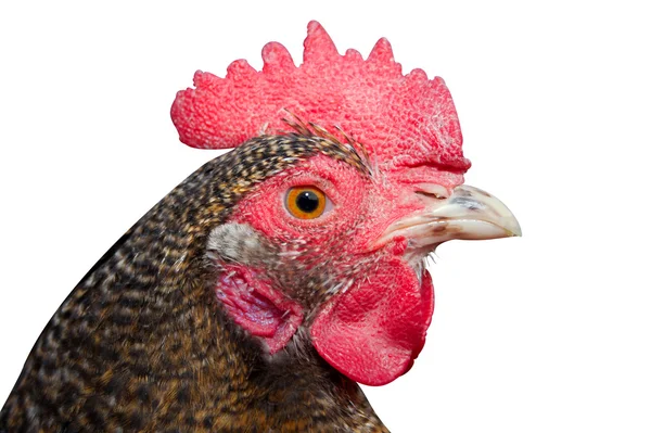 Poultry — Stock Photo, Image