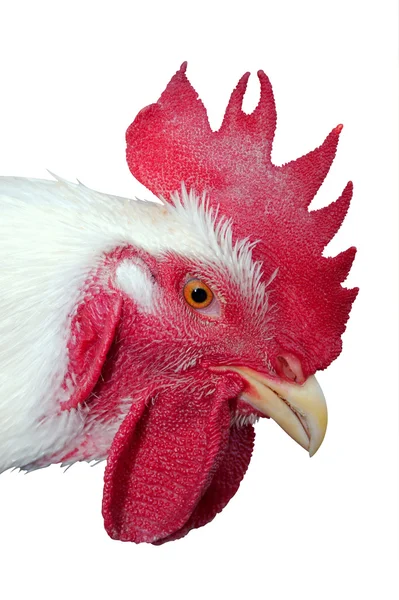Poultry — Stock Photo, Image