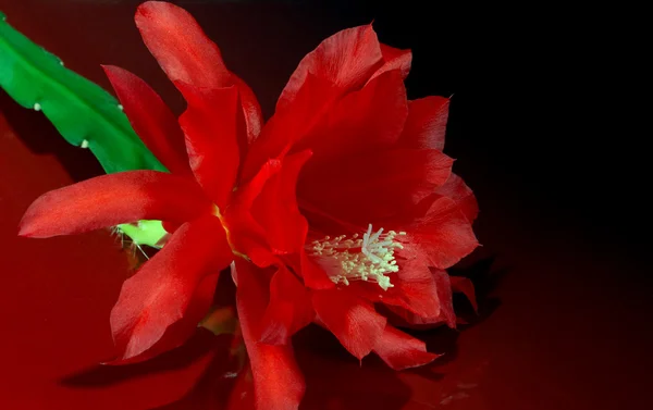 Цветение кактуса — стоковое фото