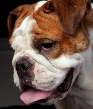 Bulldog.