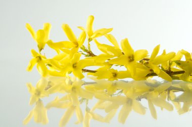 Forsythias