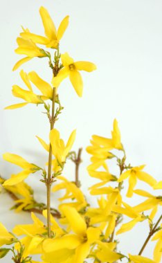 Forsythias