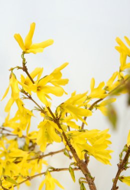 Forsythias