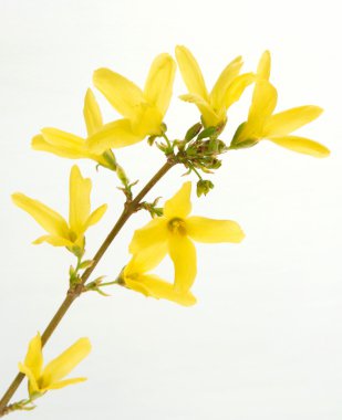 Forsythias