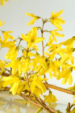 Forsythias