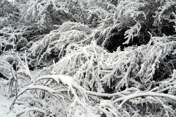 Stock image Winter etudes.