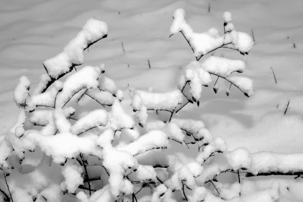 Winter etudes. — Stock Photo, Image