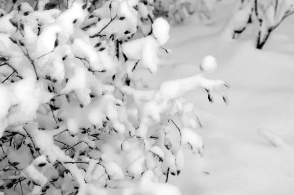Iarna etudes . — Fotografie, imagine de stoc