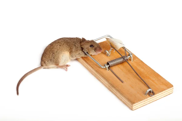 Trampa de ratón — Foto de Stock