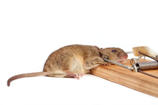 Trampa de ratón —  Fotos de Stock