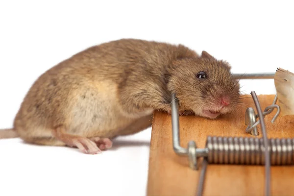 Pułapka na myszy — Zdjęcie stockowe