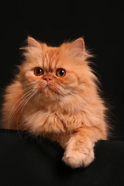 교묘한 고양이 — 스톡 사진