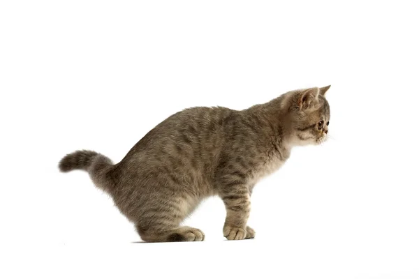Екзотичні кішка — стокове фото
