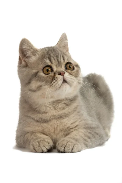 Экзотическая кошка — стоковое фото