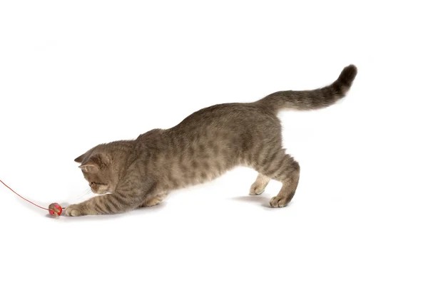 Pisică exotică — Fotografie, imagine de stoc