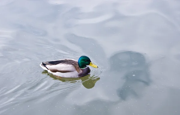 stock image Duck