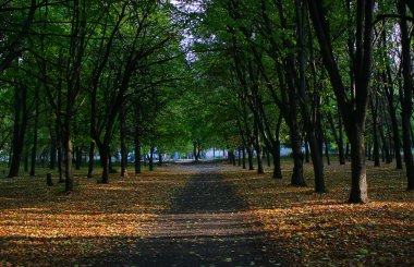 Autumn alley