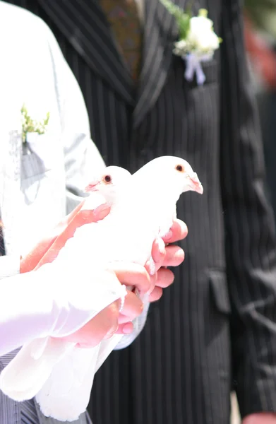 Свадебные голуби — стоковое фото